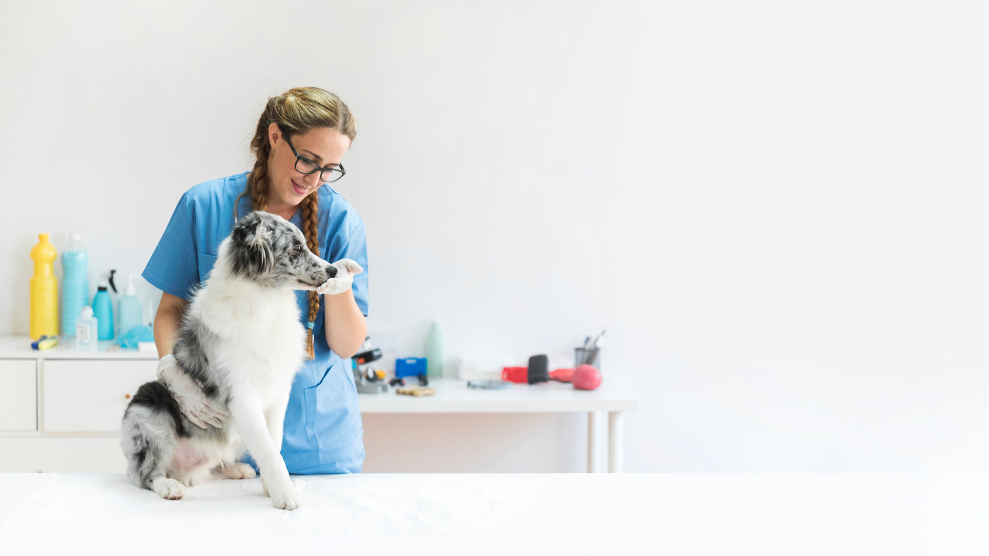 Bahan-bahan alami berkualitas tinggi untuk produksi makanan hewan NutriPet